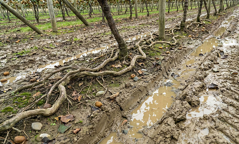 Orchard Terrain Challenges Detailed shot of an orchard floor showing tree roots and uneven ruts.